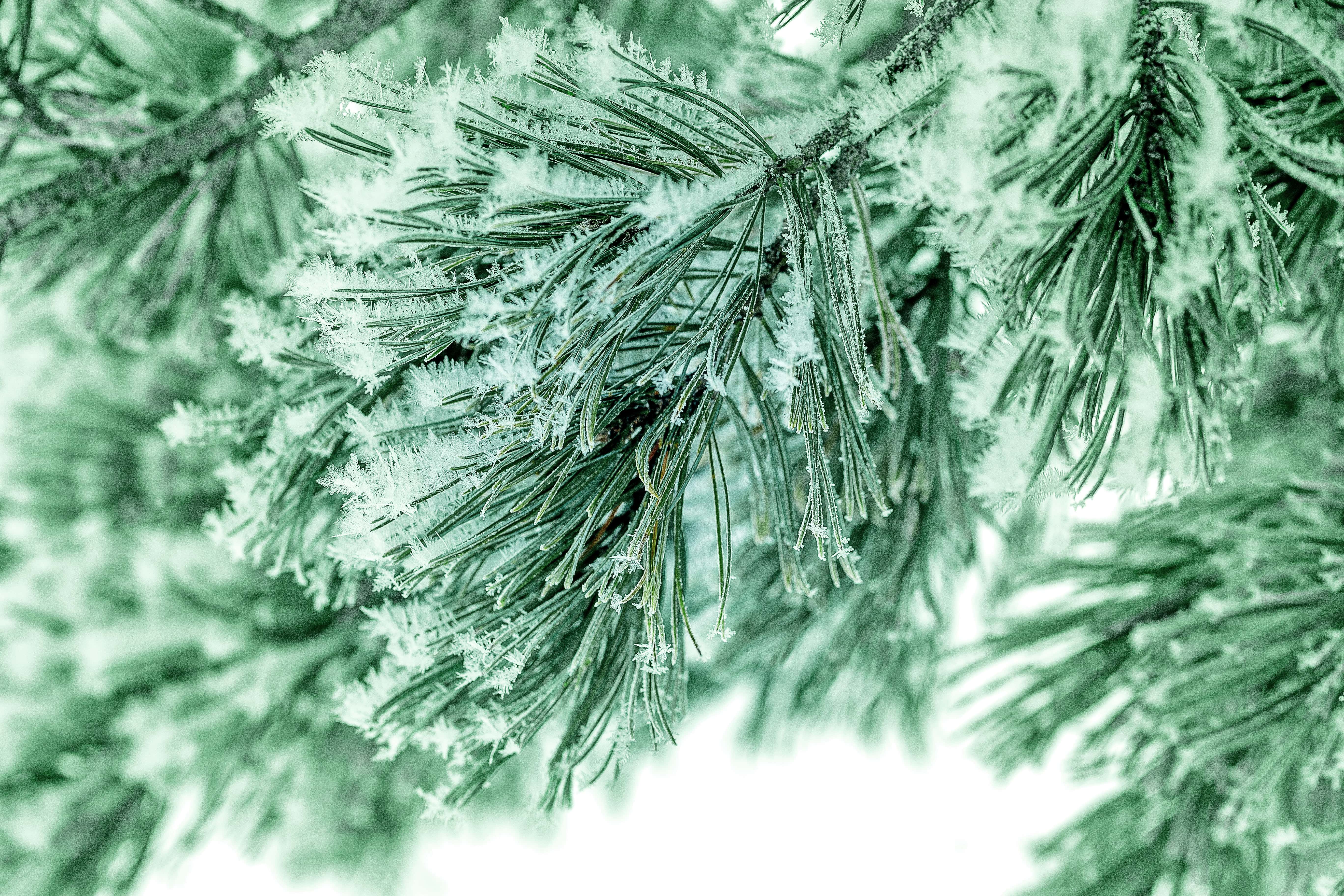 iqos nieve